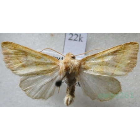 Tiliacea aurago (Denis & Schiffermüller, 1775) Ozimica złotawka Czech22k